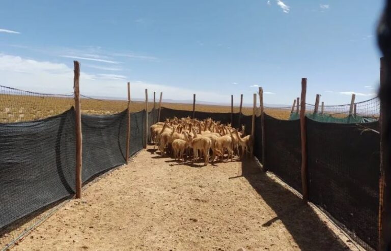 esquila sustentable de vicuñas en silvestría