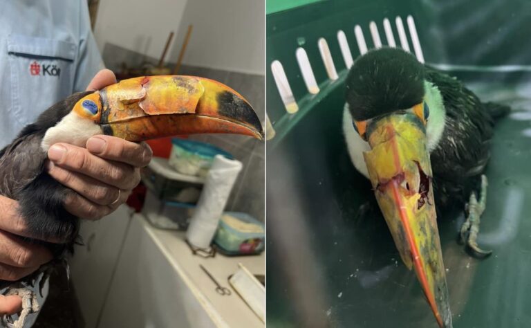 tucán - maltrato animal