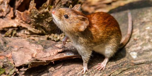 HANTAVIRUS