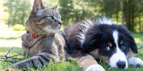 mascotas perro gato