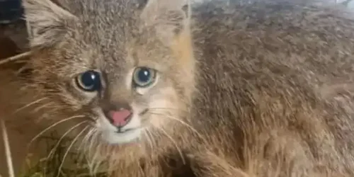 rescataron_entre_la_calera_y_salsipuedes_a_una_hembra_de_gato_del_pajonal